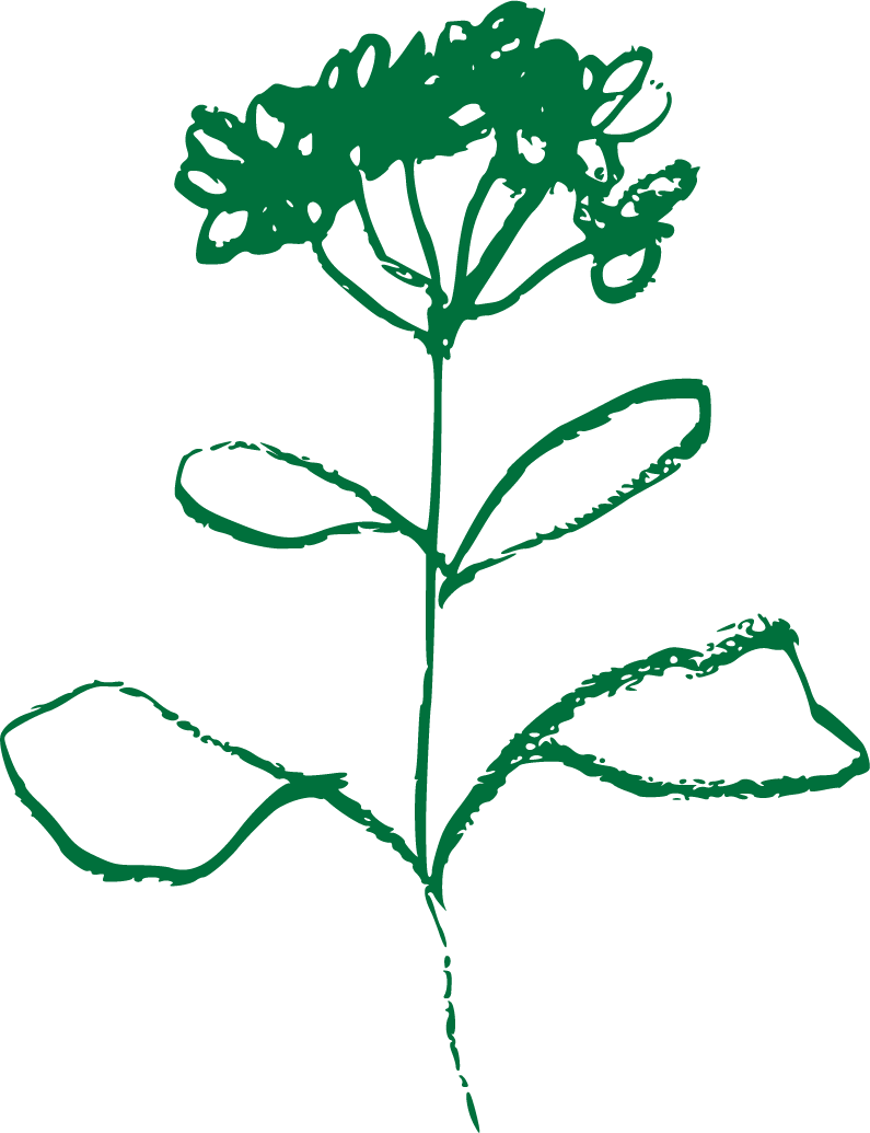 Green flower bloom with leaves illustration botanical decorative graphic for Denver mental health therapy website